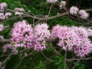 Pink Euodia, Melicope elleryana