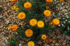 Xerochrysum bracteatum copy