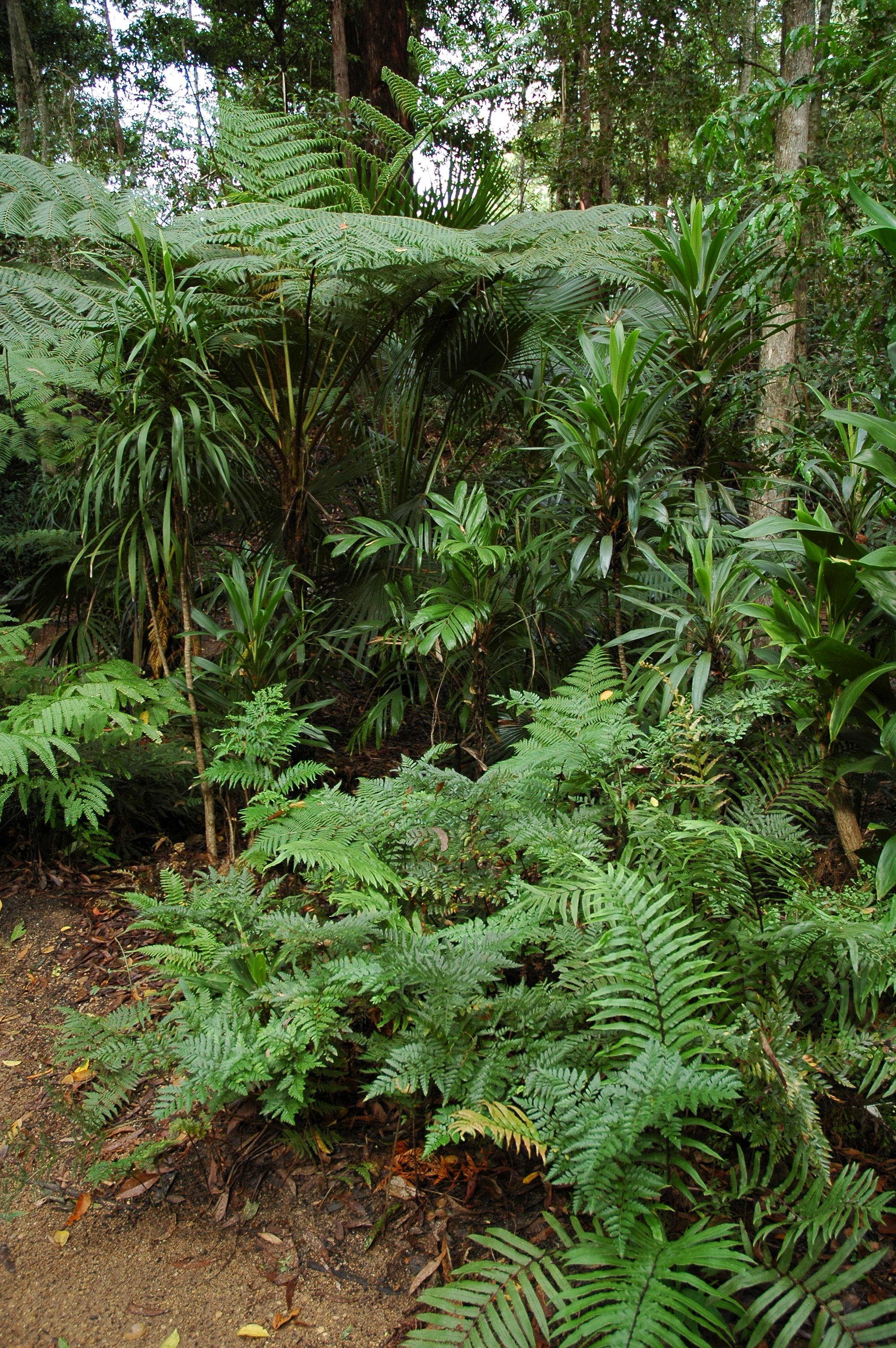 ferns, cordylines